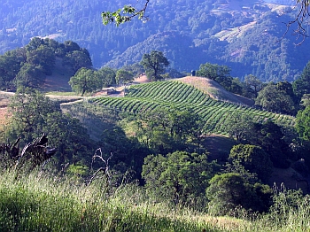 rockpile vineyard